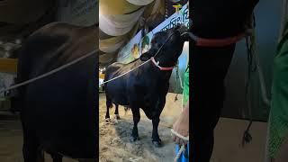 Black Shahiwall Bull at Sadeeq Agro 2024 #sadeeq_agro #cow #bull