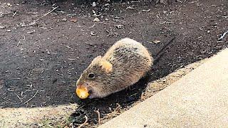 Arizona Cotton Rat stealing popcorn blind HD