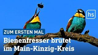 Bienenfresser erstmals im Main-Kinzig-Kreis gesichtet  hessenschau