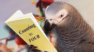 Apollo’s Learning to Count