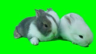 rabbit green screen video HD  chroma key  no copyright