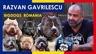 1 Million Dollars Kennel  The Best American Bully Kennel  Big Dogs Romania  ep.7