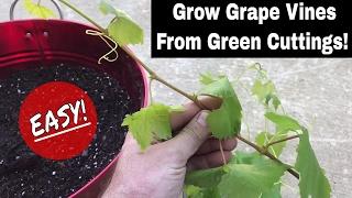 How To Regrow Grape Vines From Fresh Cuttings