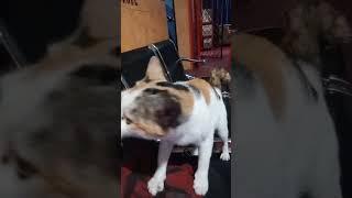 Kucing pandai urut #shorts #videoshorts