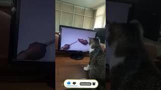 KUCING DI FRANK TIKUS VIDEO