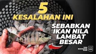 Ikan Nila Lambat Besar? Cek Penyebabnya.