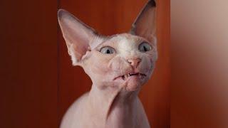 Funniest SPHYNX CATS - Youll have LAUGH of your day 