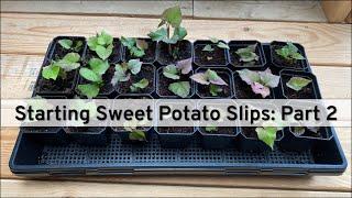 Growing Your Own Sweet Potato Slips Part 2