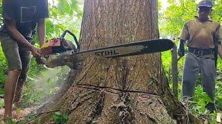 BEST  Mahogany Tree Felling with 070 Chainsaw