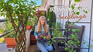 Transplanting Flower Seedlings To Their Final Pots  Container Gardening