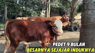 REVIEW PEDET SUPER SIMENTAL PERKEMBANGAN ISTIMEWA