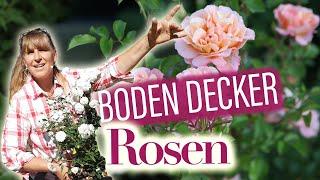 BodenDeckerRosen pflanzen u. schneiden  Fluch oder Segen? Die 13 beliebtesten ROSEN Überraschung