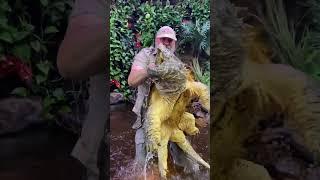 Huge Alligator Snapping Turtle #american #alligatorsnappingturtle #reptile #zoo #livingthedream