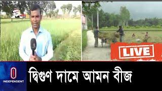 কৃষিবিভাগ কী বলছে? ।। Amon Cultivation