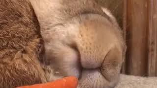 Sleeping Rabbit Wakes Up After Sniffing Carrot - 1030000