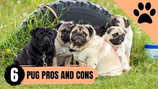 6 Pros and Cons of owning a Pug