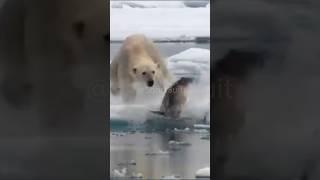  Polar Bear Successful Hunting #seal