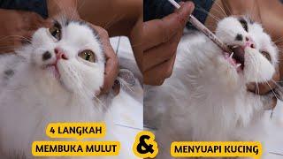 Cara Membuka mulut Dan Menyuapi Kucing Sakit Yang Tidak Mau Makan