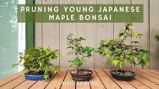 Pruning young Japanese Maple Bonsai in Mid Spring