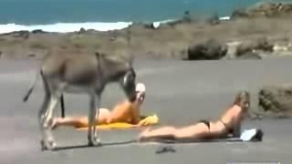 La venganza del burro Donkey VS Girl