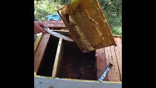 Рамки полопались від меду