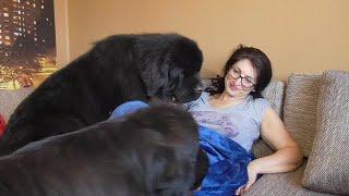 What does a Newfoundland Dogs do to Wake Me Up