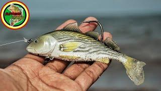Snook Love This Lure The Best Lure For Beach Snook?