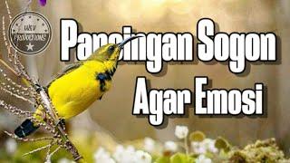 Pancingan SOGON agar emosi dan bunyi gacor #pancingansogon #sogongacordor