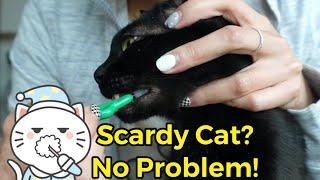 How to Brush Cat Teeth with EASE