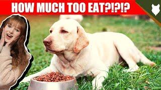 How Much Should I Feed My LABRADOR