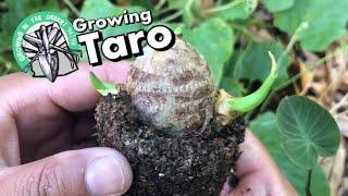 Growing Taro