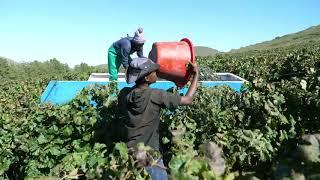 How they Pick Wine Grapes