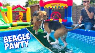 LOUIE The BEAGLE Birthday POOL Party Dogs Barking and Howling