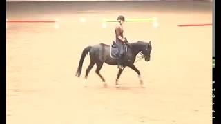 REITEN und ZUCHT-Video Reitlehre Scheuen