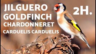 2h GOLDFINCH SINGING for BEGINNERS to INSPIRE SINGING
