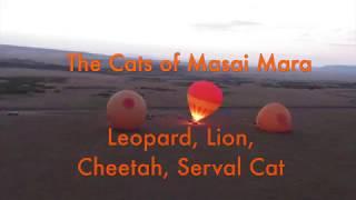 The Cats from Masai Mara