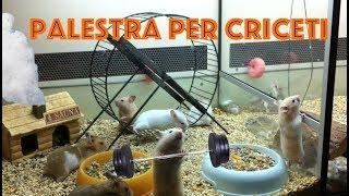 Palestra per Criceti Dorati video divertenti Syrian Hamsters