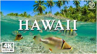 Hawaii 4K  Scenic Relaxation Film With Calming Music  4K Video Ultra HD