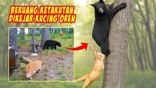 Gokil Kucing Oren Kejar Beruang Sampe Lari Ketakutan Inilah 5 Hewan Predator yang Takut Kucing