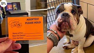 Priceless Puppy Mill Dogs Reactions To Being Adopted