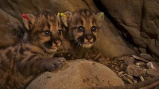 Mountain Lions 101