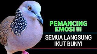 Suara Burung Tekukur Gacor Paling Ampuh Untuk Pikat Dan Pancingan