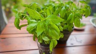 Getting the most out of your basil plant  Cooking with Styles