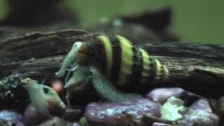 Assassin Snail Hunting down Killing Eating another snail