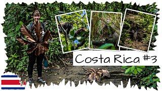 Tapire Affen und Wildnis pur im Corcovado Nationalpark   Costa Rica Reise 03 • Weltreise