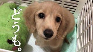 【ミニチュアダックスフンド】子犬をお迎えしました【初日】