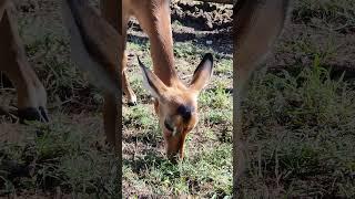 A Female Impala grazing.