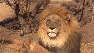 Lions bred as prey Inside South Africas big game hunting industry -- 24Sep2024