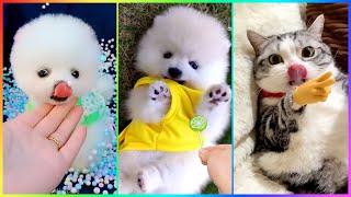 Pomeranian Dogs with the Funniest and Cutest situations on Earth  Chó Phốc Sóc Mini  #532