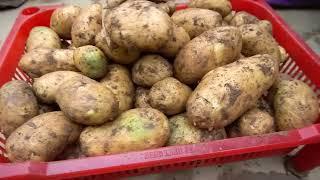 No need for a garden Try growing potatoes at home with many tubers high yield